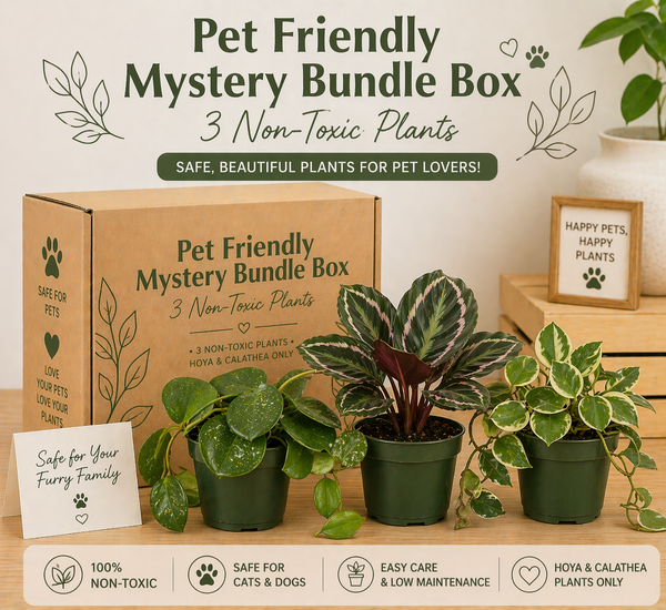 How to Care for Pet Friendly Plants