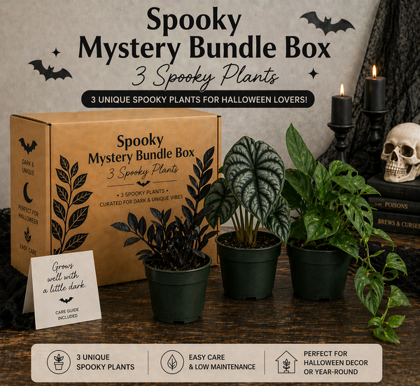 How to Care for Spooky Plants
