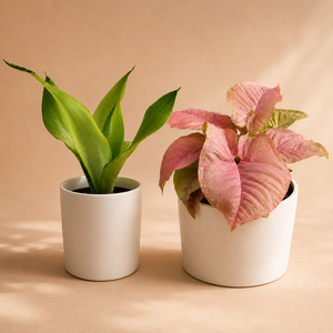 How to Care for Syngonium Neon Pink & Sansevieria 'Moonshine' Bundle
