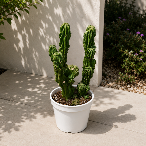 How to Care for Montrose Apple Cactus