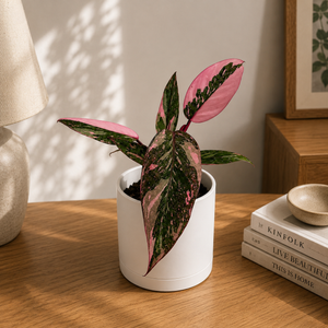 How to Care for Philodendron 'Naomi' Pink Princess