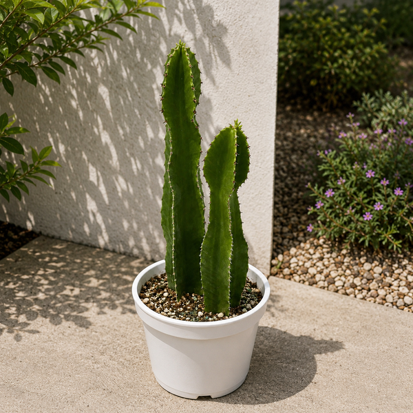 How to Care for Euphorbia Candelabra