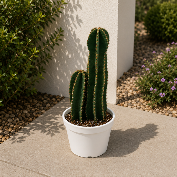 How to Care for Peruvian Cactus
