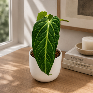 How to Care for Anthurium Villenaorum