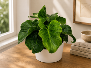 How to Care for Philodendron 'Atom'