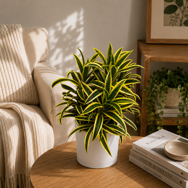 How to Care for Variegated Dracaena Reflexa - Song of India