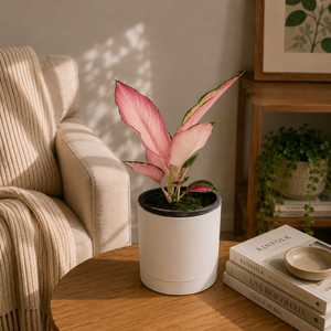 How to Care for Aglaonema 'Pink Suksom'