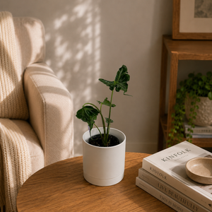 How to Care for Alocasia 'Teletubbies'
