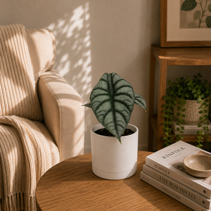 How to Care for Alocasia White Dragon