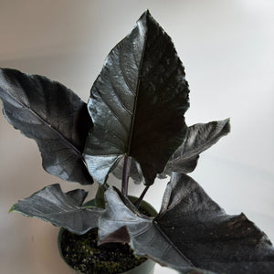 How to Care for Alocasia Antoro Velvet