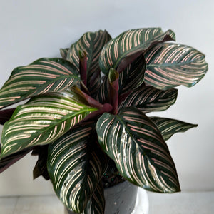 How to Care for Calathea Ornata