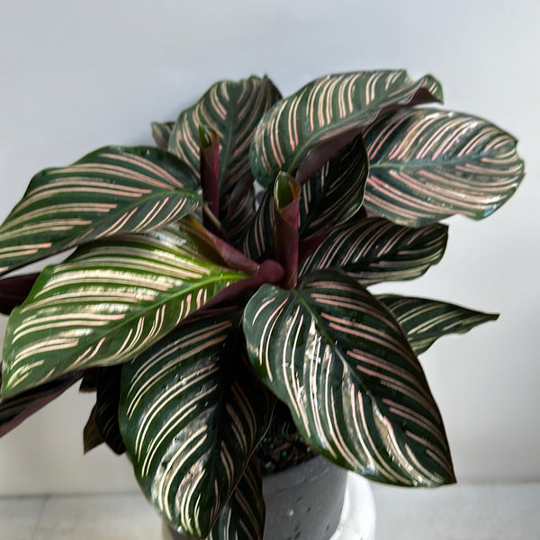 How to Care for Calathea Ornata