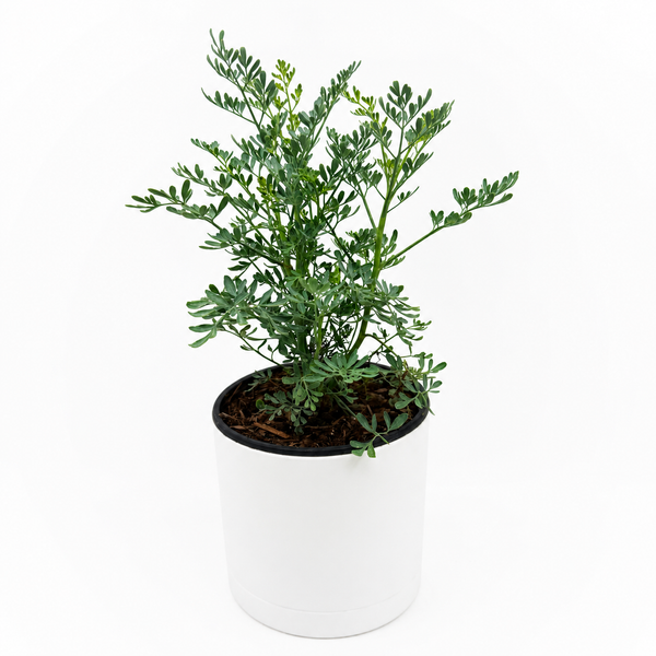How to Care For Rue Plant