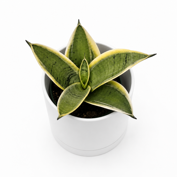 How To Care for Sansevieria 'Ghost Blade'
