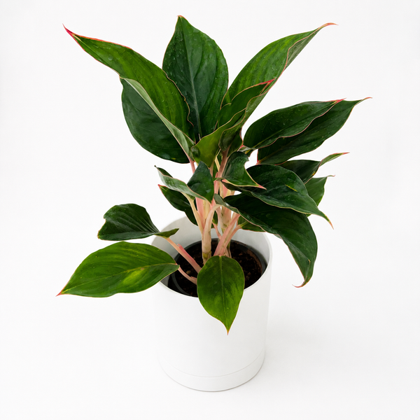 How To Care for Aglaonema 'Suzanne'