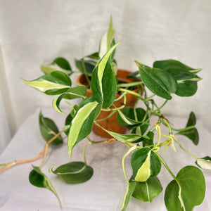 How to Care for Philodendron Silver Stripe