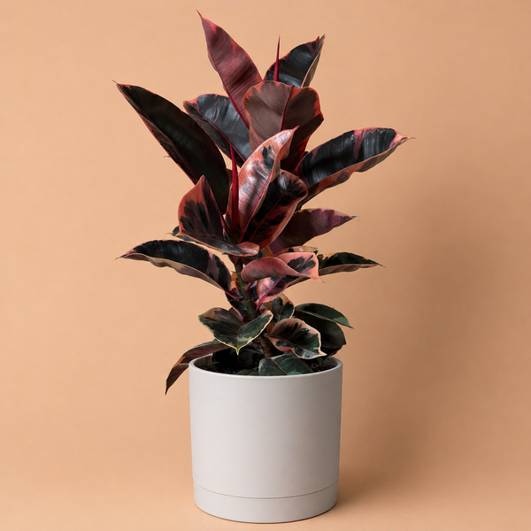 How to Care for Large Ficus Elastica Ruby