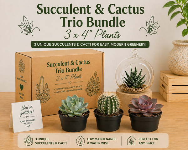 How to Care for Succulents & Cactuses