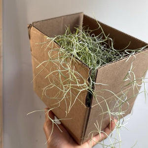 How to Care for Spanish Moss (Tillandsia Usneoides)