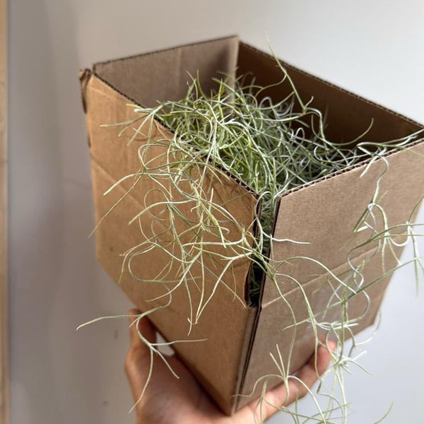 How to Care for Spanish Moss (Tillandsia Usneoides)