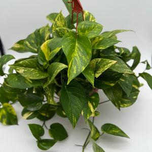 How to Care for Hawaiian Pothos Hanging Basket