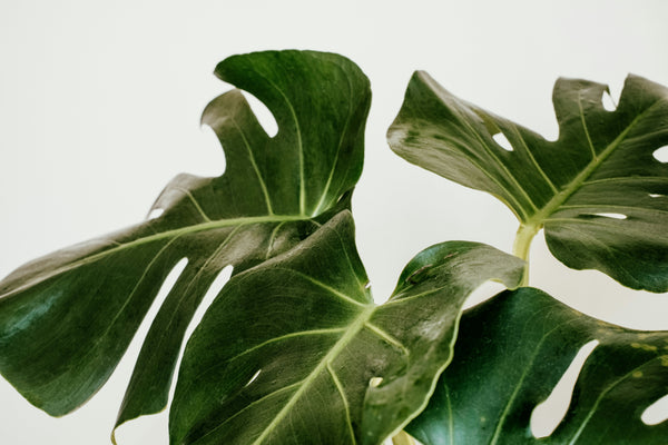 How to Spot and Treat Spider Mites on Houseplants