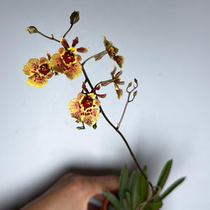 How to Care for Wildcat Garfield Mini Orchid