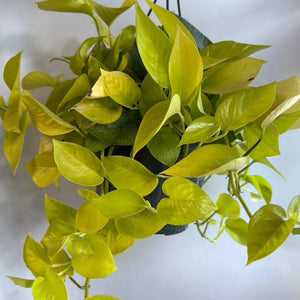 How to Care for Pothos Neon