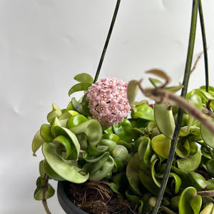 How to Care for Hoya Hindu Rope