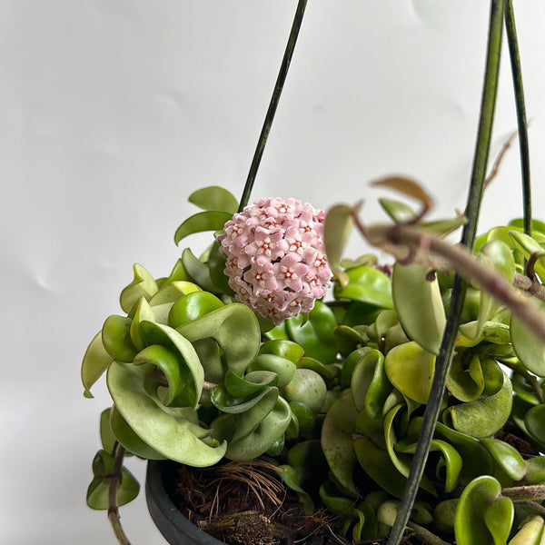 How to Care for Hoya Hindu Rope