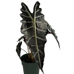 How to Care for Alocasia x Amazonica Purpley