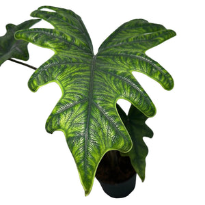How to Care for Alocasia Jacklyn