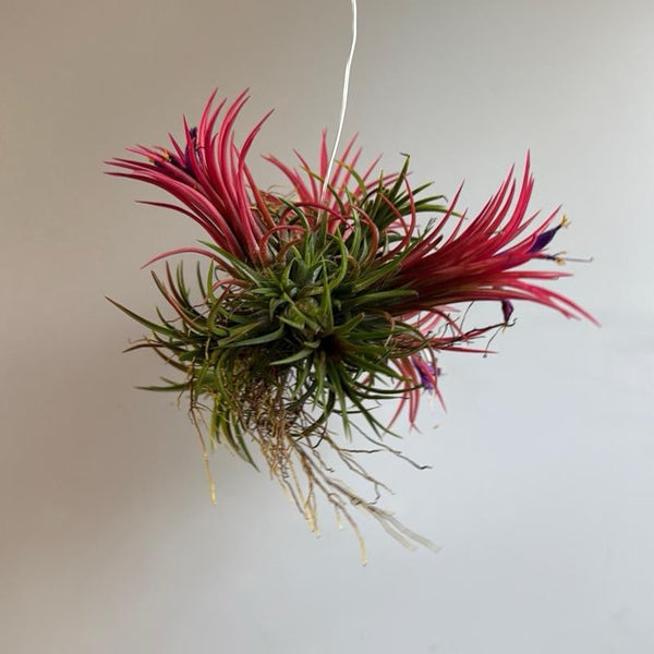 How to Care for Fuego Ball Tillandsia Ionantha