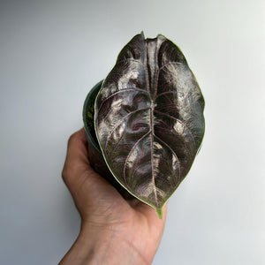 How to Care for Alocasia Azlanii