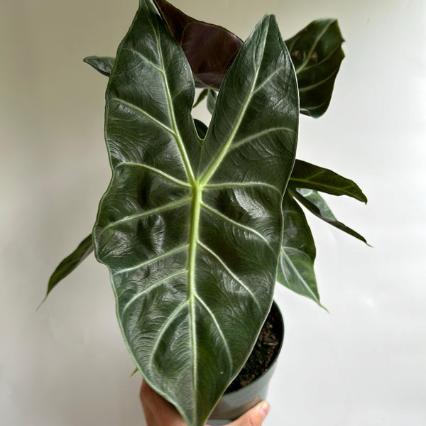 How to Care for Alocasia Morroco