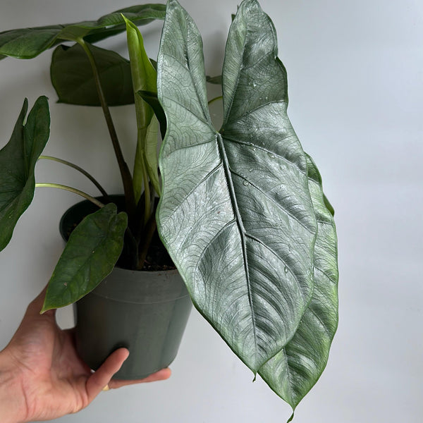 How to Care for Alocasia Corazon