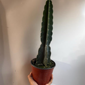 How to Care for Cuddly Cactus