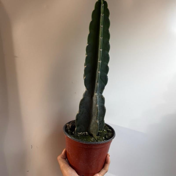 How to Care for Cuddly Cactus
