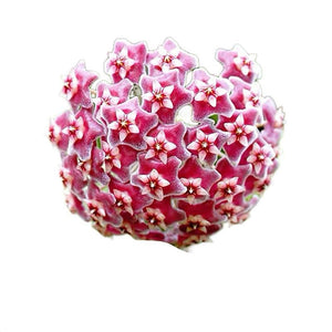 How to Care for Hoya Carnosa Amore