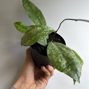 How to Care for Hoya Finlaysonii Chicken Farm