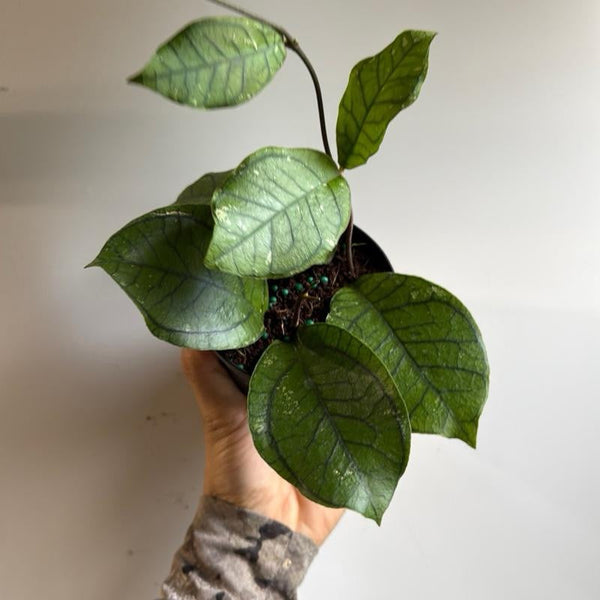 How to Care for Hoya Ranauensis