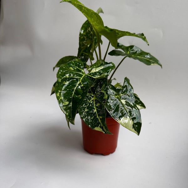 How to Care for Syngonium Panda Galaxy