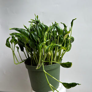 How to Care for Pothos Shangri La