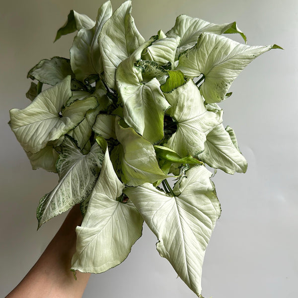 How to Care for Syngonium Holly