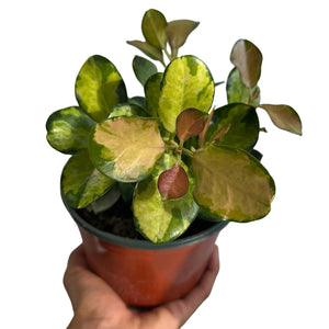 How to Care for Hoya Austrailis Lisa