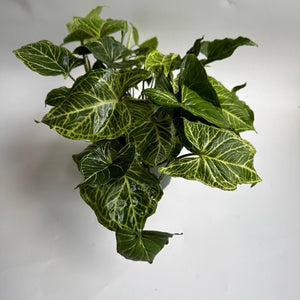 How to Care for Syngonium Batik