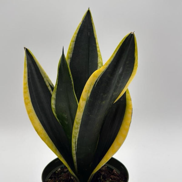 How to Care for Sansevieria Black Flame 6
