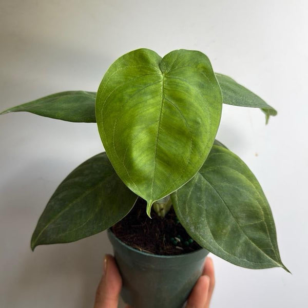How to Care for Syngonium Ice Frost