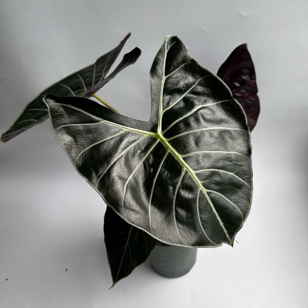How to Care for Alocasia Longiloba Dragons Tooth
