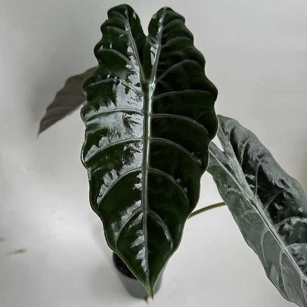 How to Care for Alocasia x Chantrieri